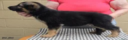 German Shepherd dogs for sale: Top Quality GSD (Alsatian) Pups For Sale - Advert 4