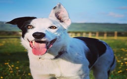 Border Collie dogs for sale: Spotty  - Image 5