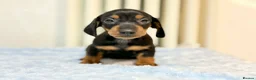 Miniature Dachshund dogs for sale: MINI DACHSHUND PUPPIES  - Advert 3