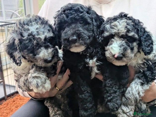 Poodle dogs Exceptional 2 boys & 2 girls Poodle Puppies  - Advert 8