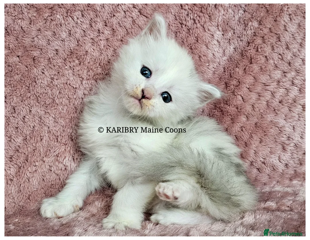 Maine Coon cats for sale: ACTIVE TICA Registered Shaded & Shaded lines - Advert 11