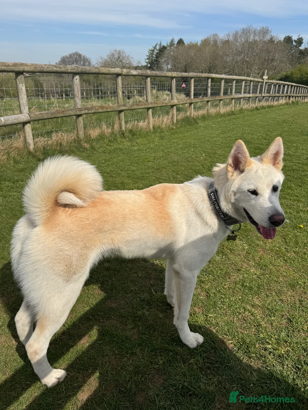 Shepsky dogs for sale: Wolfie German shepherd cross husky  - Advert 2