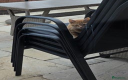 Mixed Breed cats for sale: 2 kittens need a loving home - Image 10