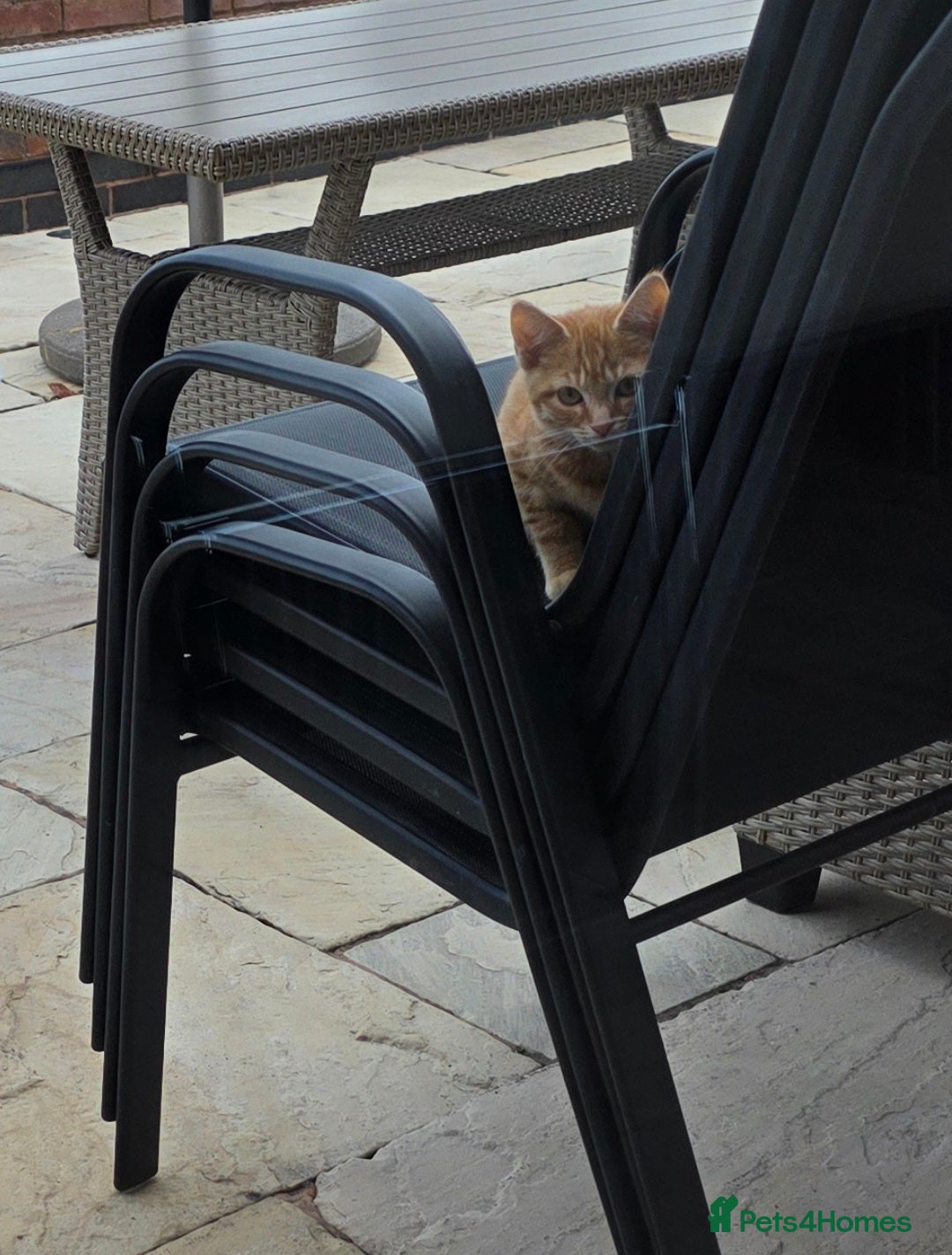 Mixed Breed cats for sale: 2 kittens need a loving home - Image 10