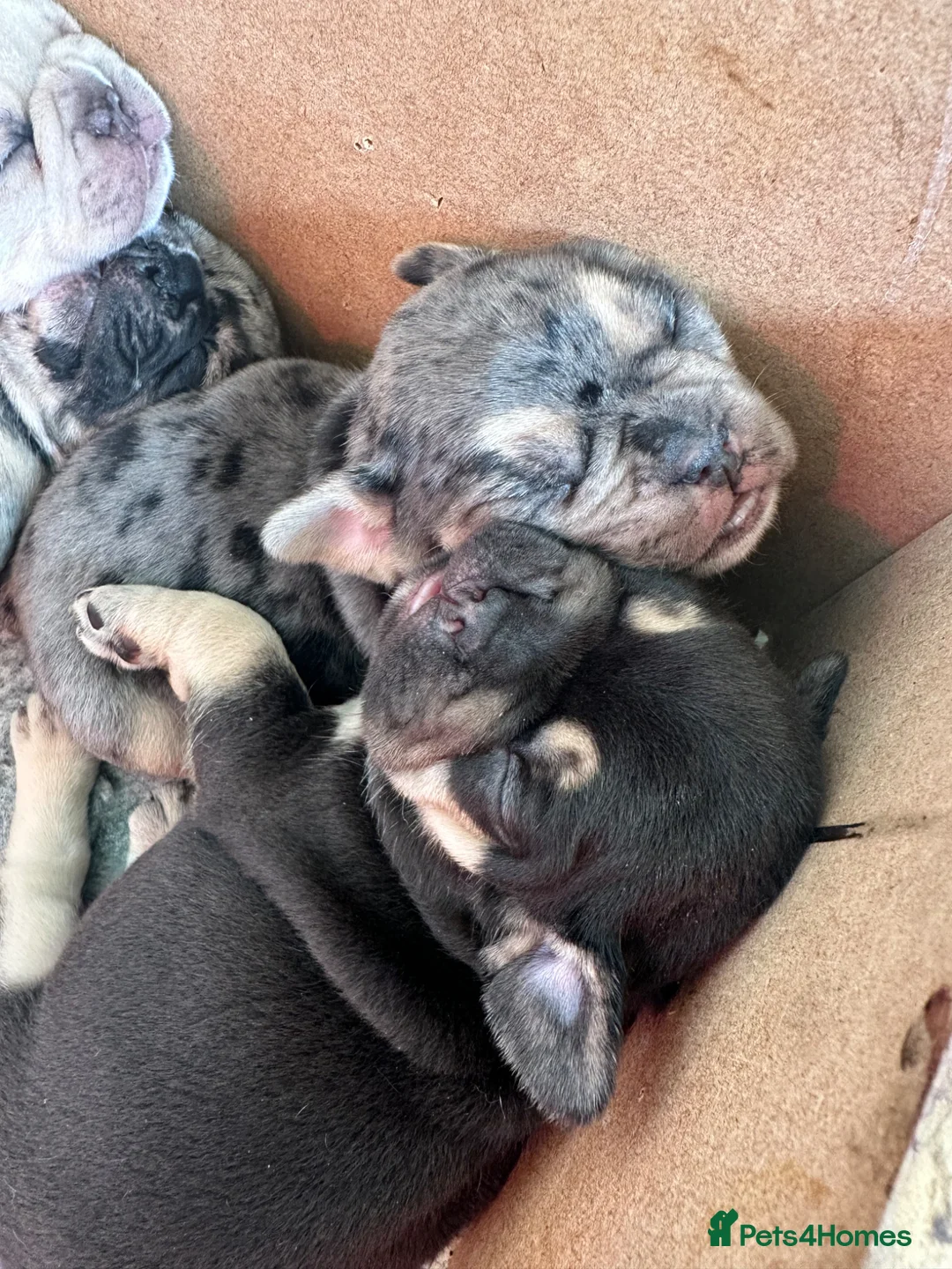 French Bulldog dogs for sale: Beautiful litter of 8 - Advert 2