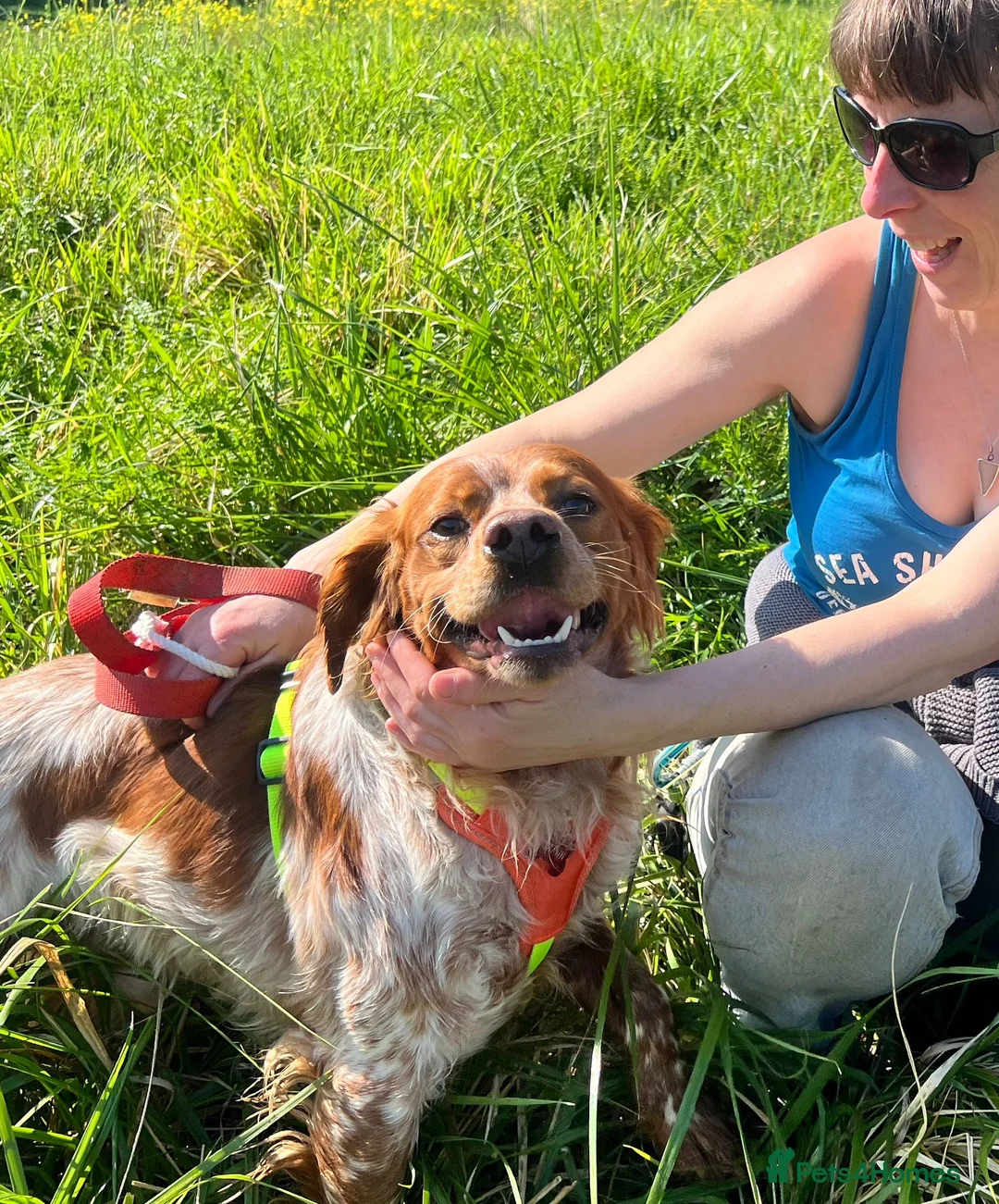 Brittany Spaniel dogs for adoption: Young male Brittany, Eto in Matlock - Advert 1