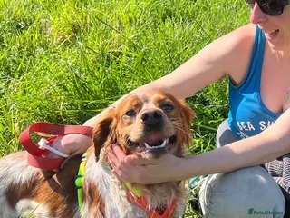 Brittany Spaniel dogs Young male Brittany, Eto - Advert 13