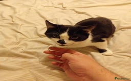 British Shorthair cats for sale: Good home wanted  - Image 2