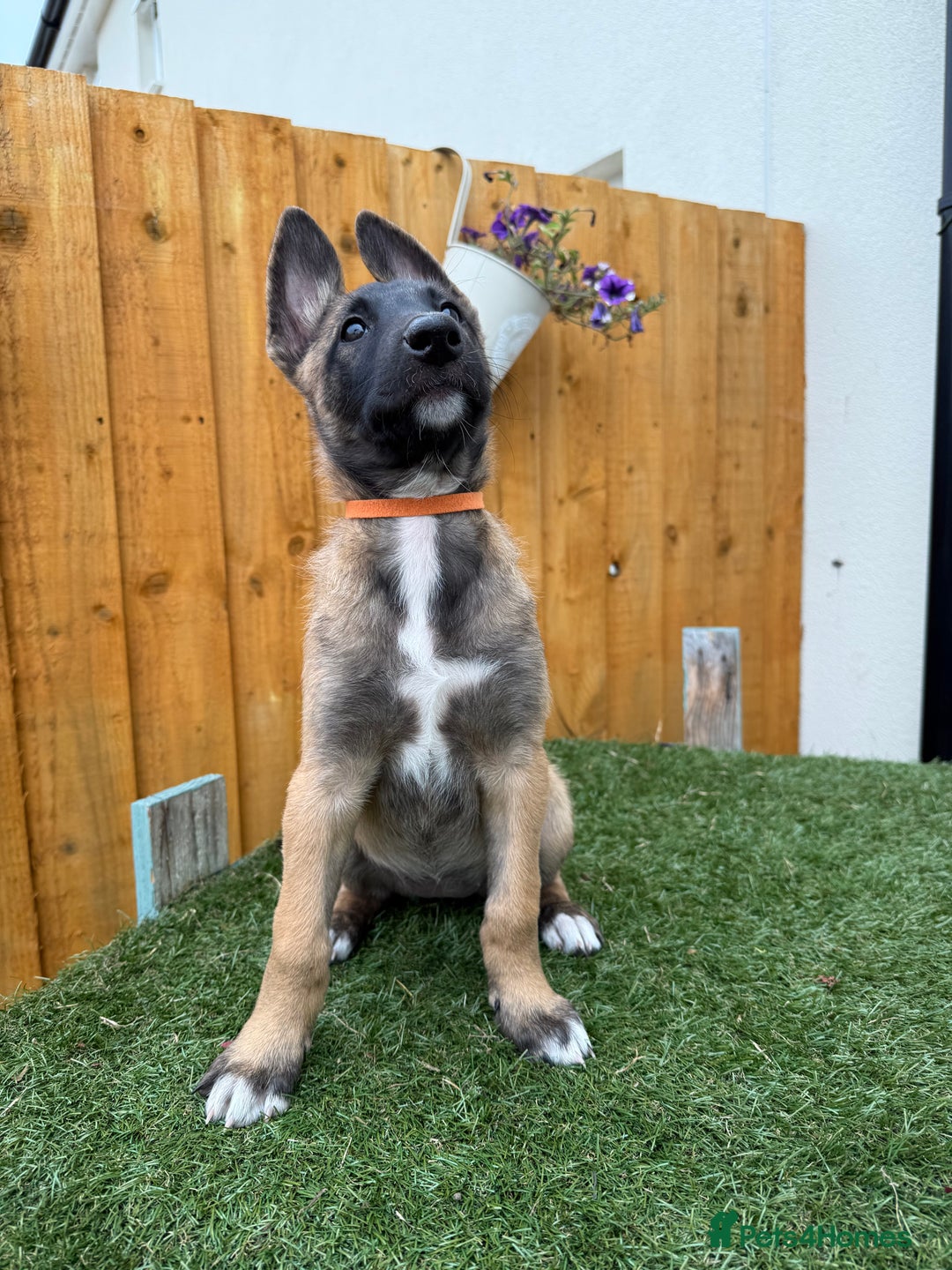 Belgian Shepherd Dog dogs for sale: Belgian Malinois puppies🐾 - Image 29