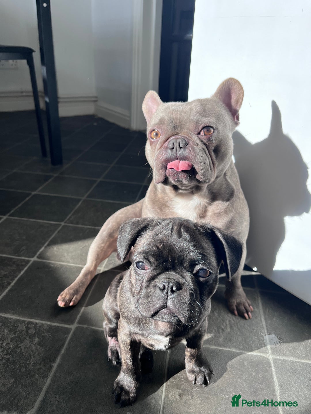 Frug dogs for sale: Frug for rehoming called marvel  - Advert 7