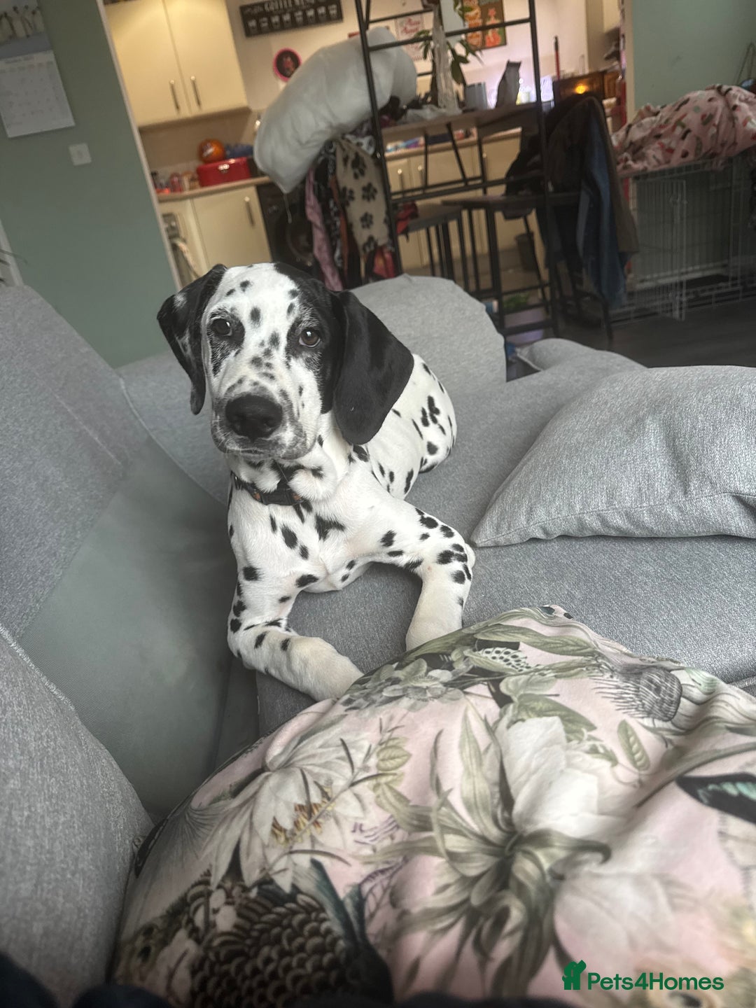 Dalmatian dogs for sale: Dalmatian puppy for sale 5 months  - Image 5