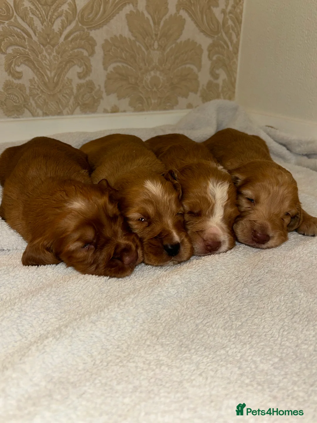 Cocker Spaniel dogs for sale: Working type cocker spaniel puppys - Advert 30