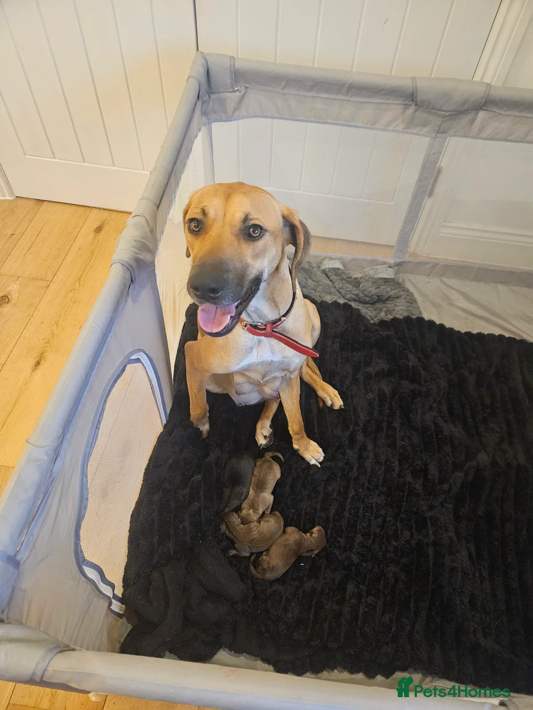 Rhodesian Ridgeback dogs for sale: Ridgeback puppies  - Advert 2