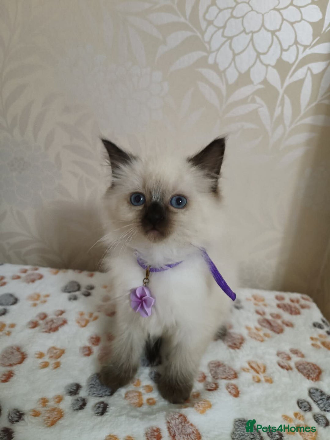 Ragdoll cats for sale: 8 beautiful Ragdoll cats - Image 3