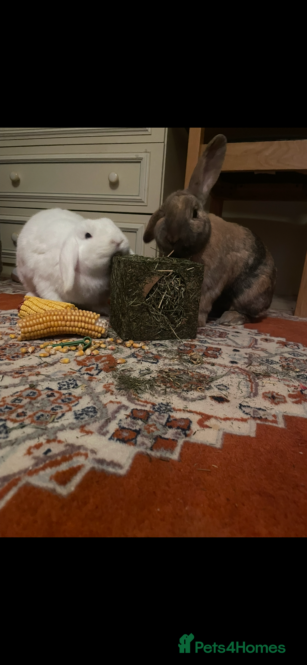 English Lop rabbits Two bunnies (pair) for sale with hutch and more in Batley - Advert 6