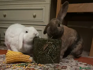 English Lop rabbits Two bunnies (pair) for sale with hutch and more in Batley - Advert 6