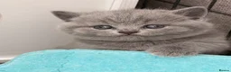 British Shorthair cats for sale: 🏆Champions line🏆BSH Kittens Tica reg  - Advert 8