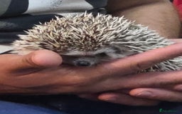 Pygmy Hedgehog rodents for sale: african pygmy hedgehog - Image 3