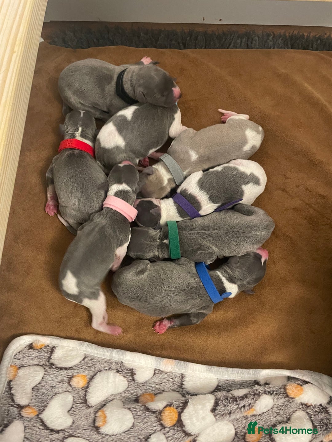 Whippet dogs for sale: KC puppies for sale - Advert 2