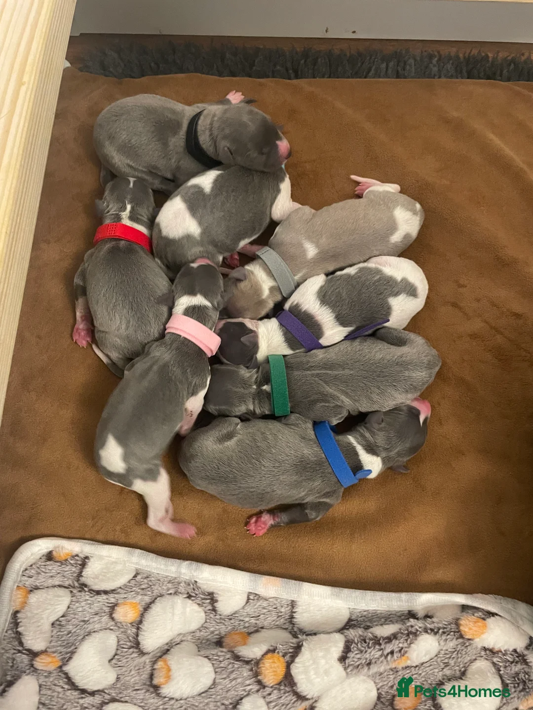 Whippet dogs for sale: KC whippet puppies for sale - Advert 2