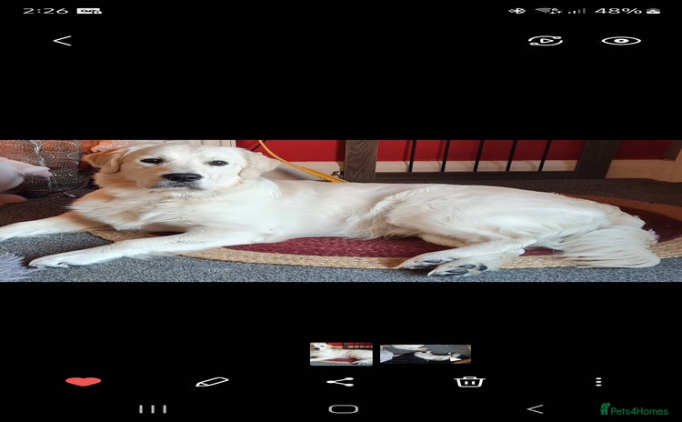 Golden Retriever dogs - Advert 1