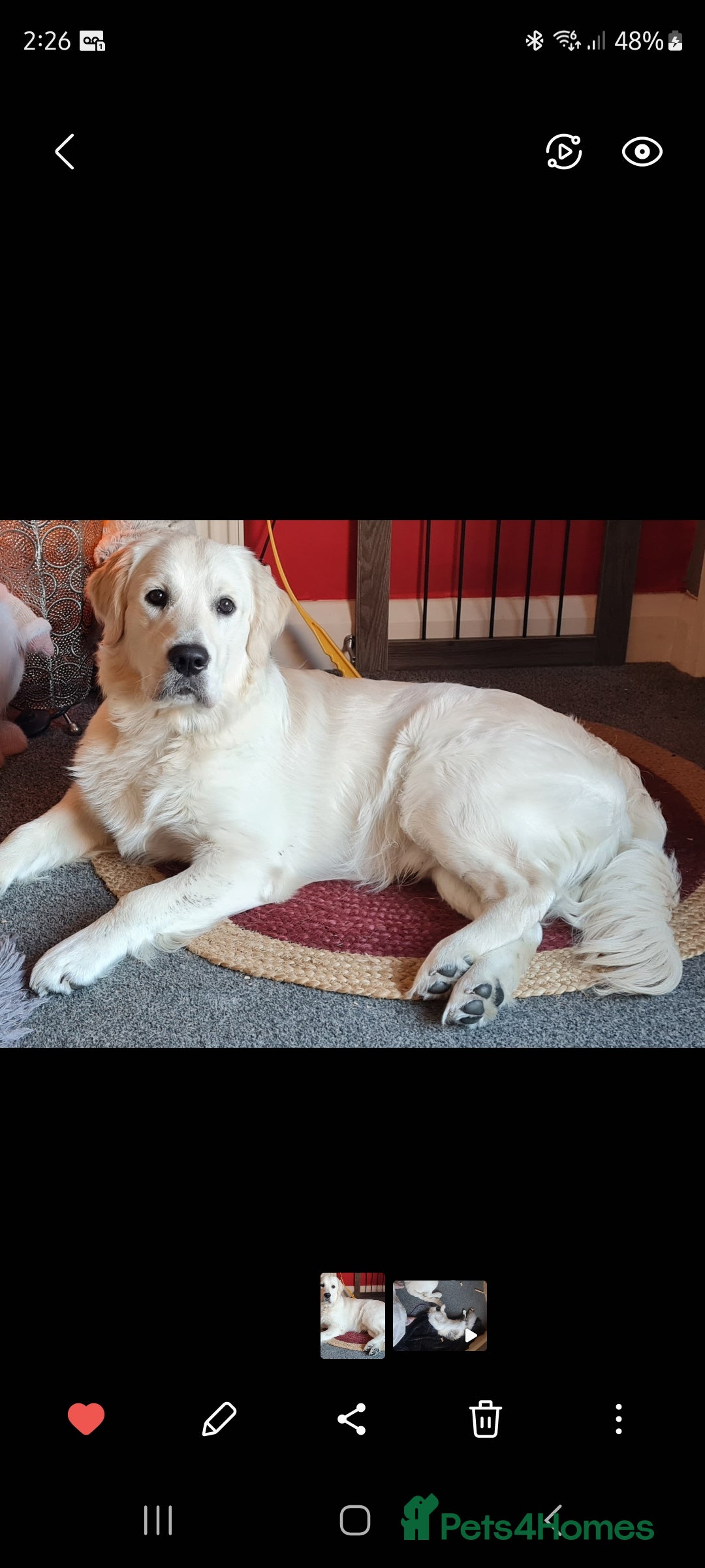 Golden Retriever dogs for sale: Stunning Golden Retriever boy - Image 1