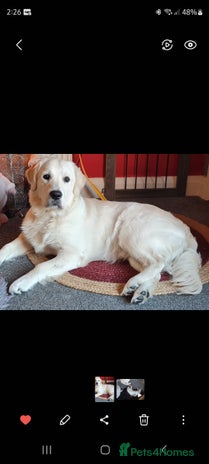 Golden Retriever dogs - Advert 1