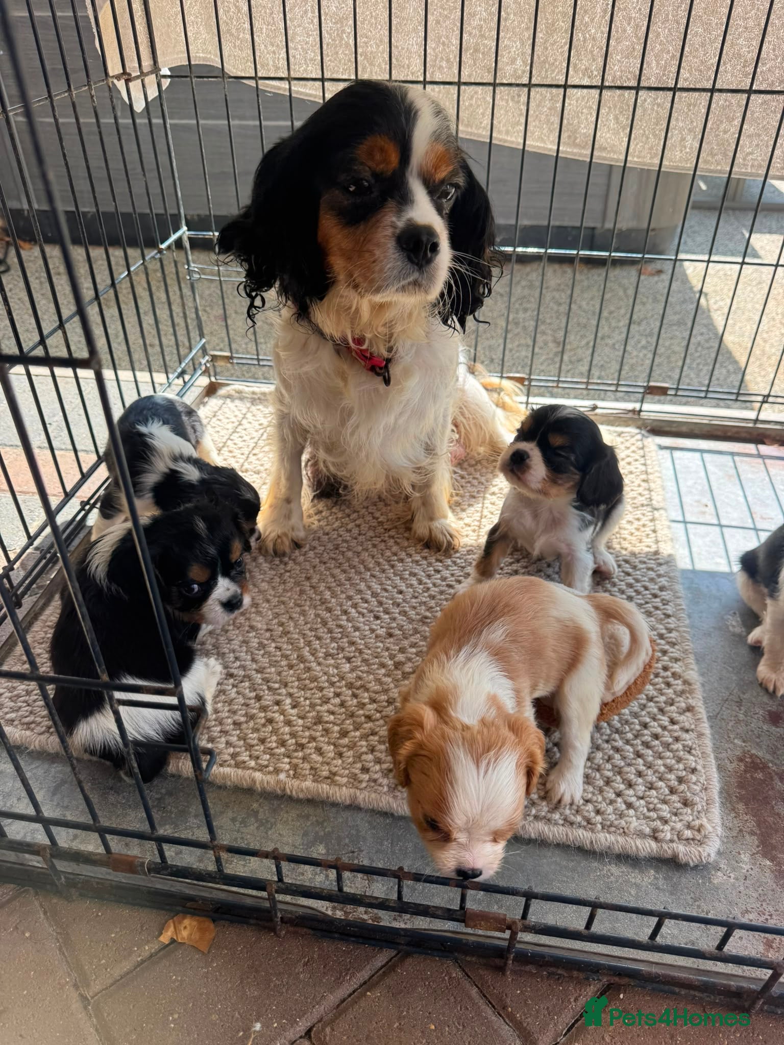 Cavalier King Charles Spaniel dogs Cavalier King Charles puppies - Advert 8