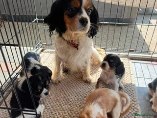 Cavalier King Charles Spaniel dogs Cavalier King Charles puppies - Advert 2