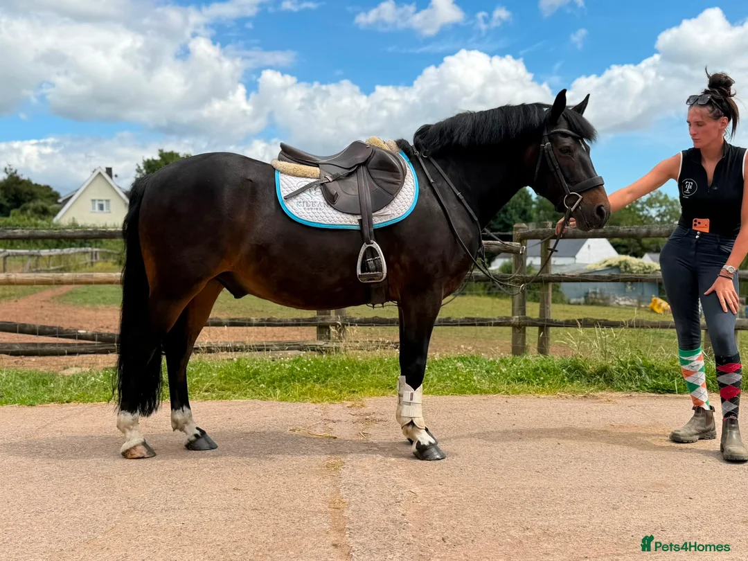 New Forest horses for sale: Impy The Legend !! Be quick or miss him  - Advert 2