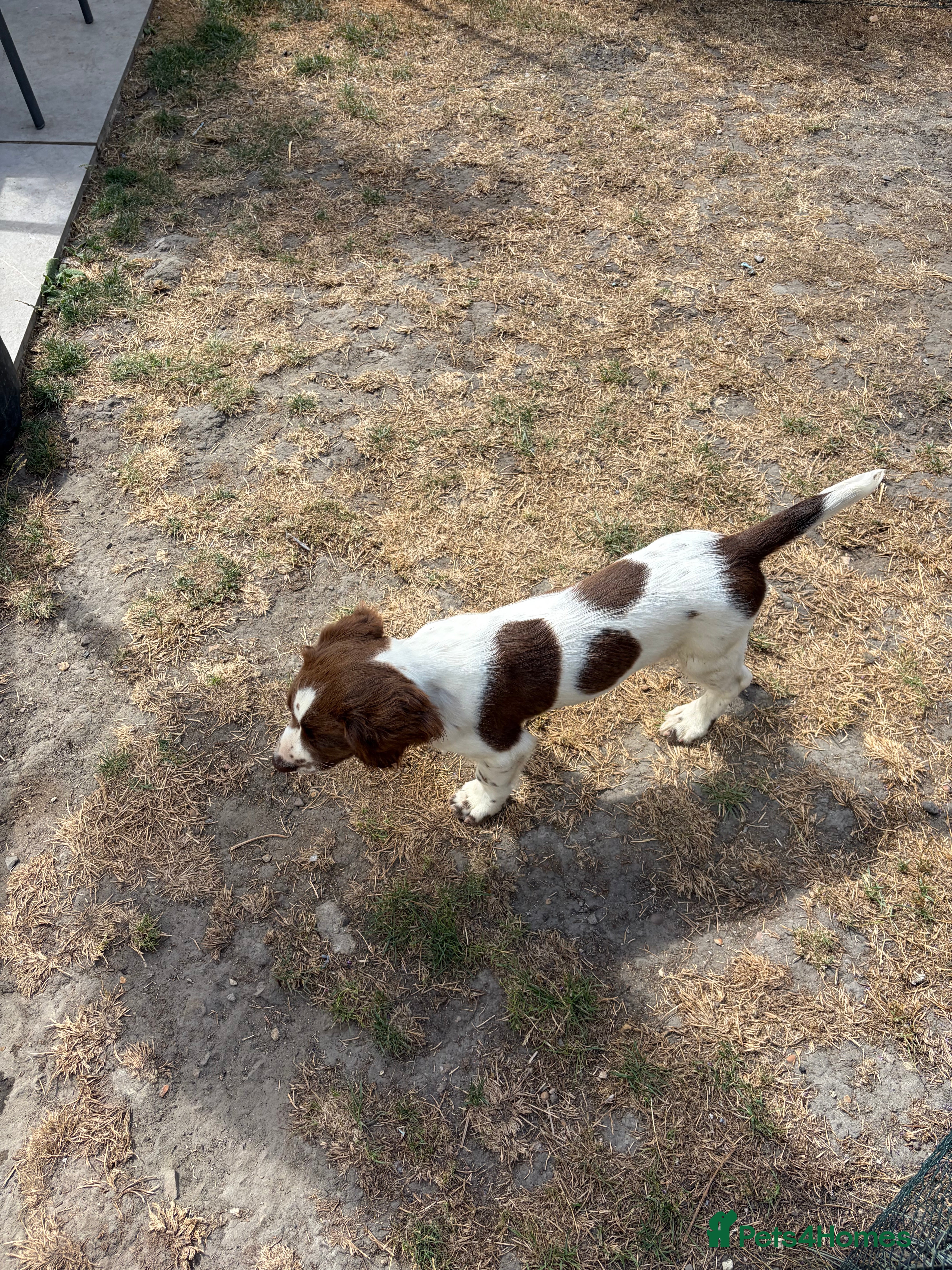 English Springer Spaniel dogs Working springer spaniels - Advert 2