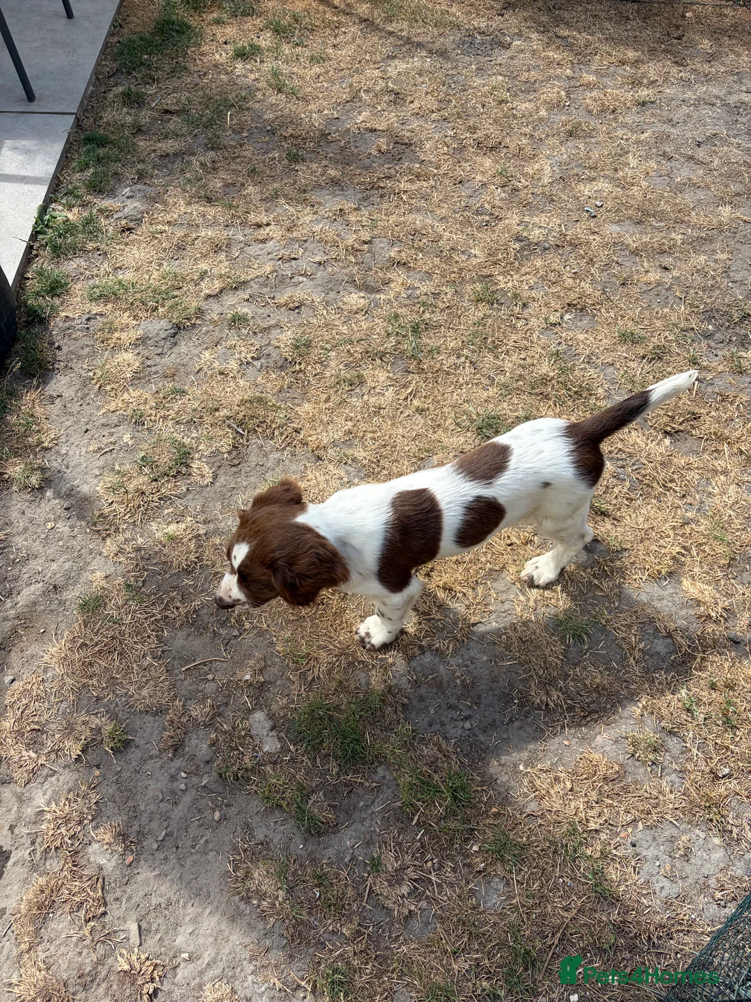 English Springer Spaniel dogs for sale: Working springer spaniels - Advert 2