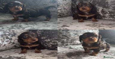 Miniature Dachshund dogs - Advert 18