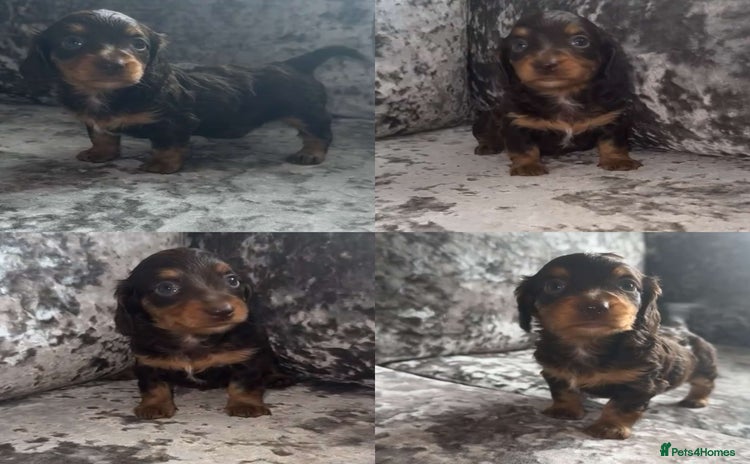 Miniature Dachshund dogs - Advert 2