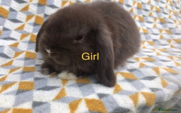 Mini Lop rabbits for sale: Beautiful mini lops  - Image 8