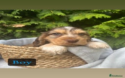 Cocker Spaniel dogs for sale: GORGEOUS SHOW TYPE SABLES COCKER SPANIAL PUPPIES - Image 3