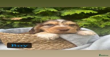 Cocker Spaniel dogs - Advert 3
