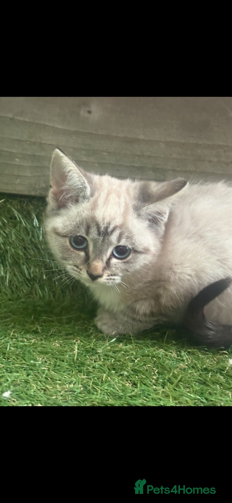 Ragdoll cats for sale: Ragdoll x kittens  - Advert 1