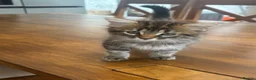 Mixed Breed cats for sale: Maine Coon Mixed Kittens  in Tonbridge - Advert 2