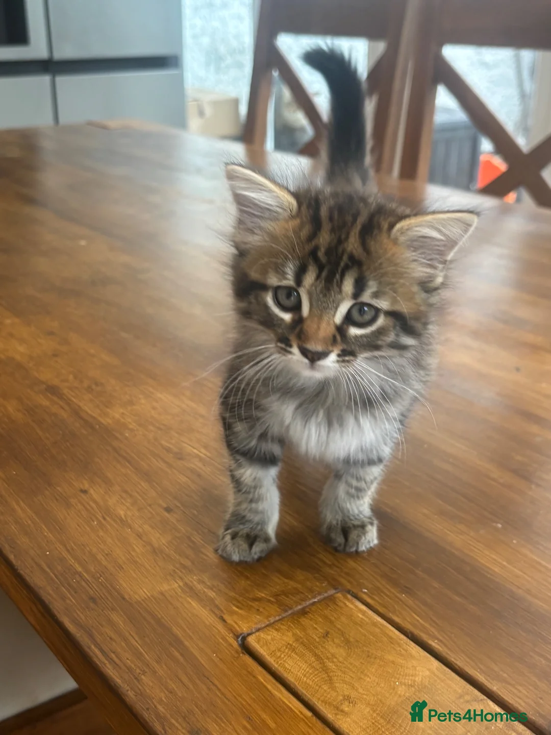 Mixed Breed cats for sale: Maine Coon Mixed Kittens  in Tonbridge - Advert 2