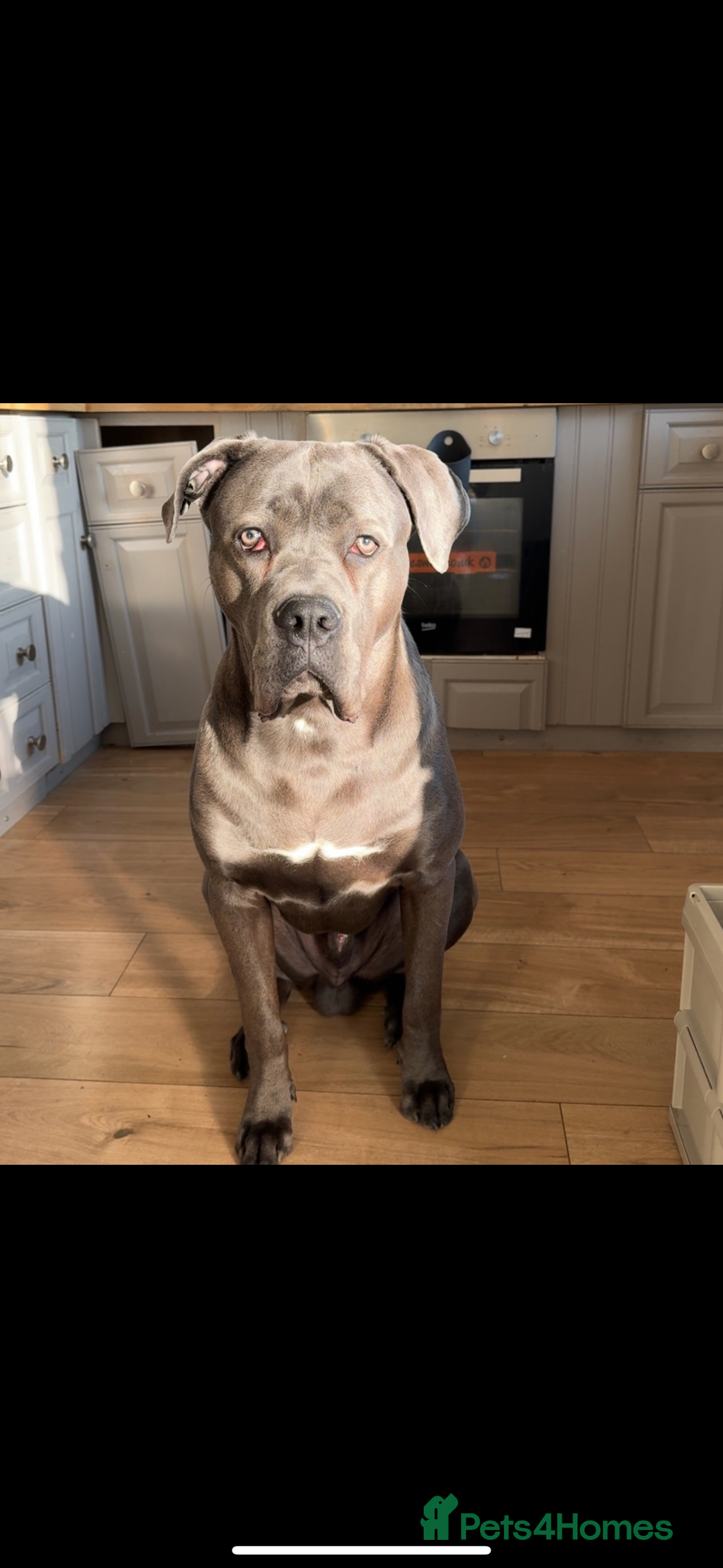 Cane Corso dogs for sale: Tyron - Advert 1