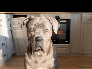 Cane Corso dogs Tyron - Advert 15
