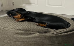 Miniature Dachshund dogs for sale: Bella - Image 3