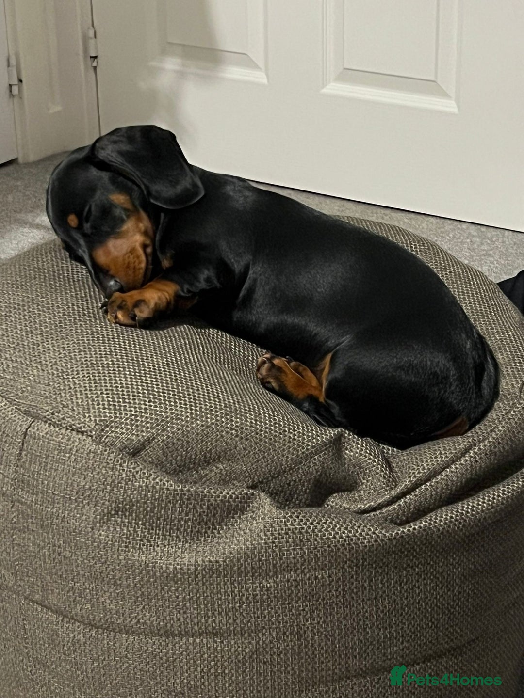 Miniature Dachshund dogs for sale: Bella - Image 3