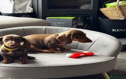 Miniature Dachshund dogs for sale: READY NOW Stunning miniature dachshund pups in Mirfield - Image 23