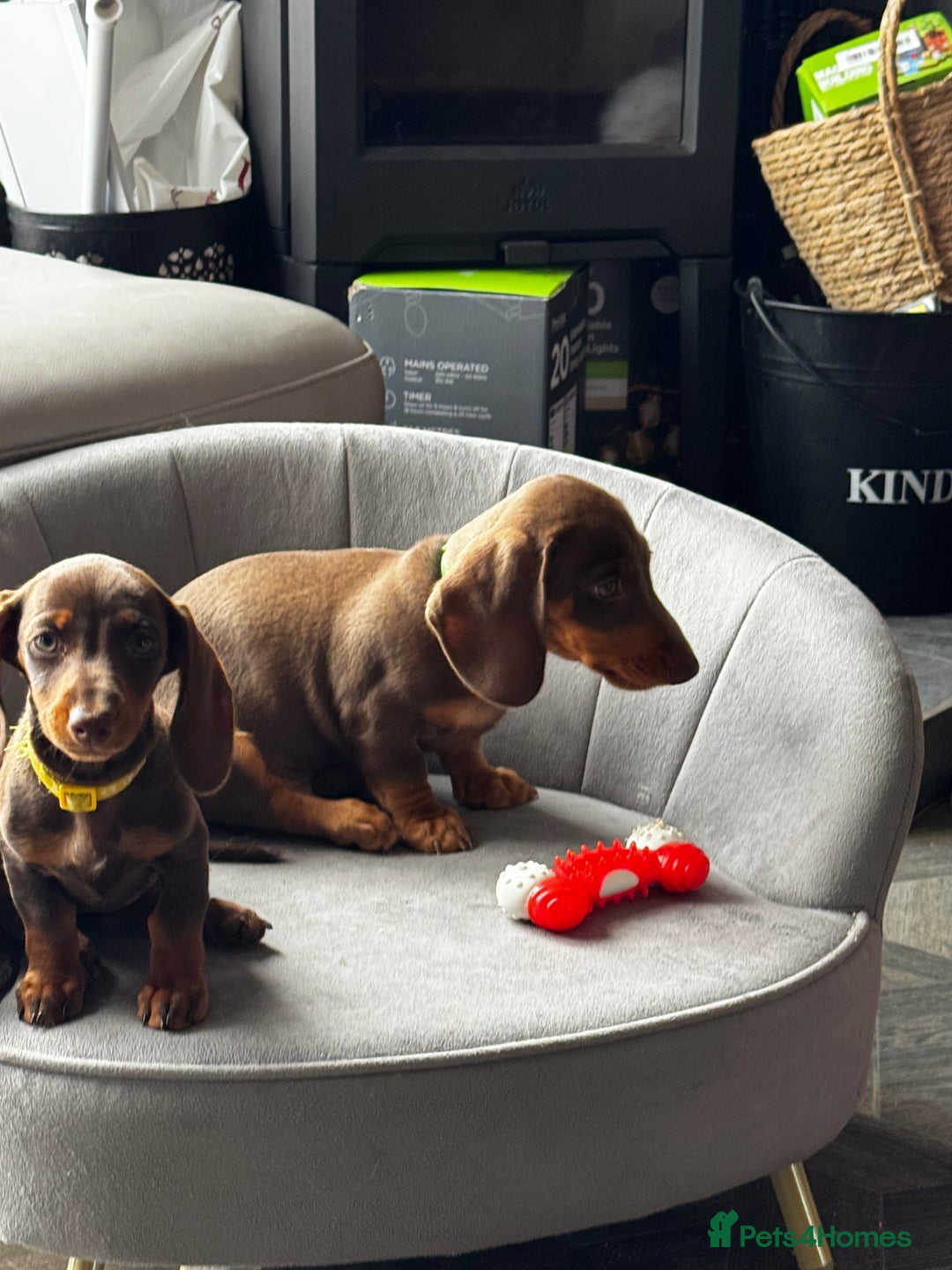 Miniature Dachshund dogs for sale: READY NOW Stunning miniature dachshund pups in Mirfield - Image 23