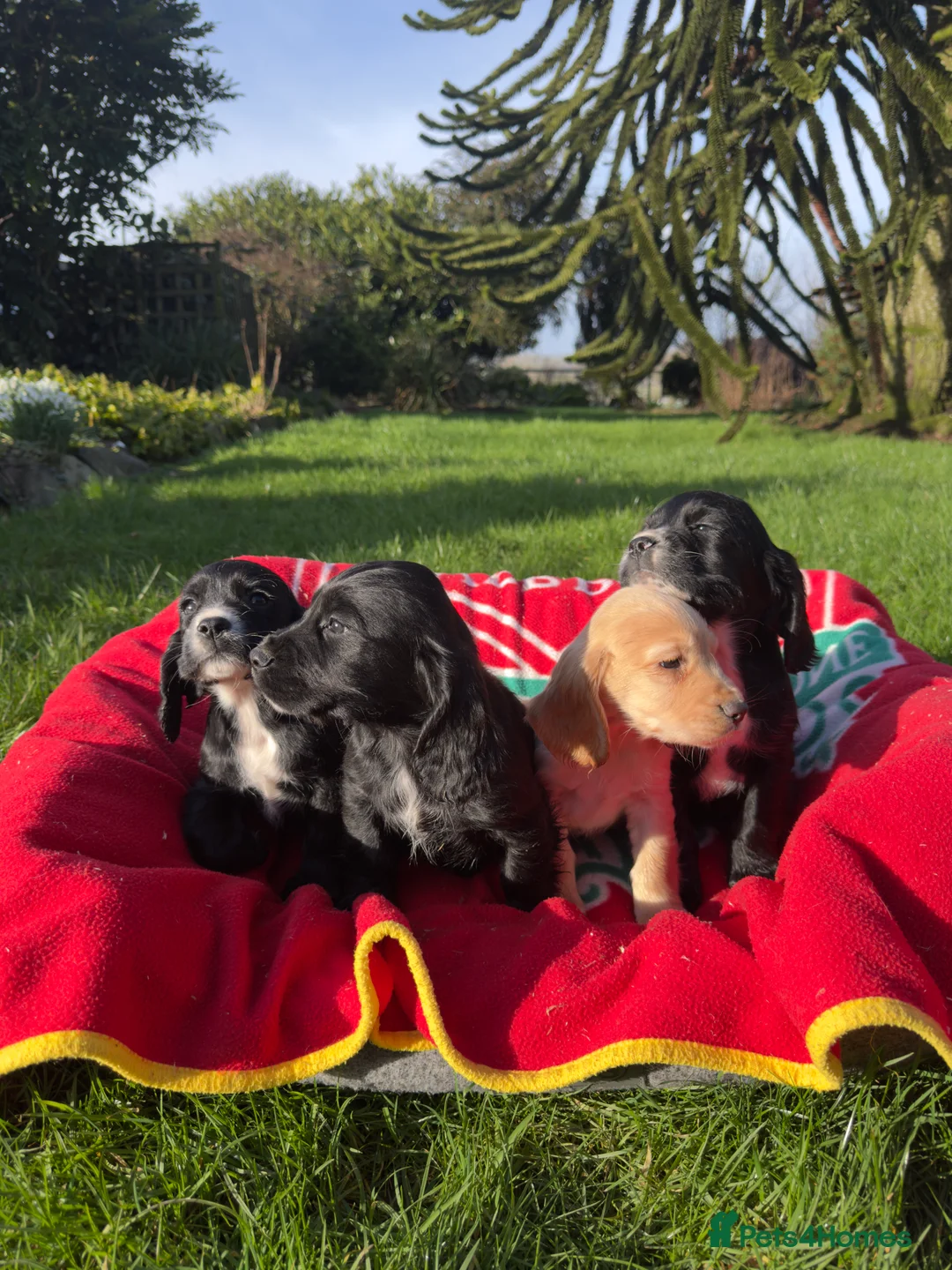 Cocker Spaniel dogs for sale: Adorable KC Registered Cocker Spaniel Puppies - Advert 9