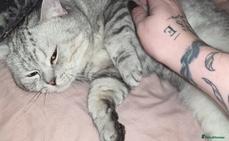 British Shorthair cats - Advert 13