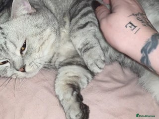 British Shorthair cats - Advert 33