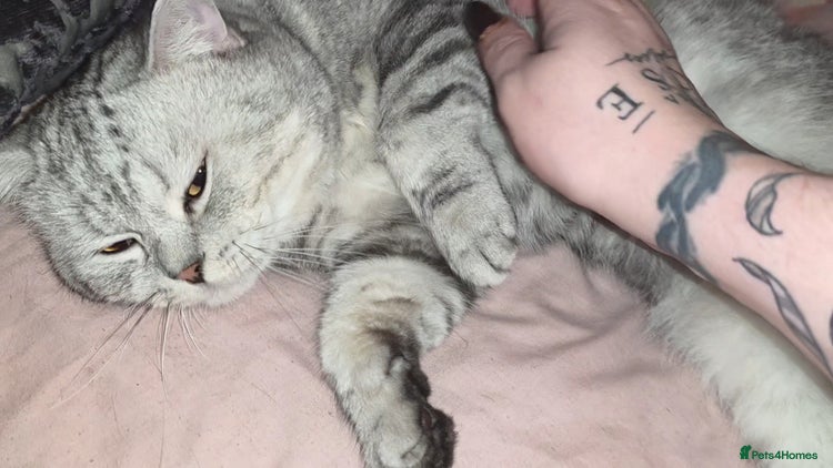 British Shorthair cats - Advert 13